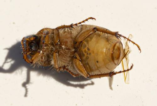 Amphimallon majale